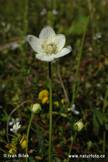 Parnassia palustris