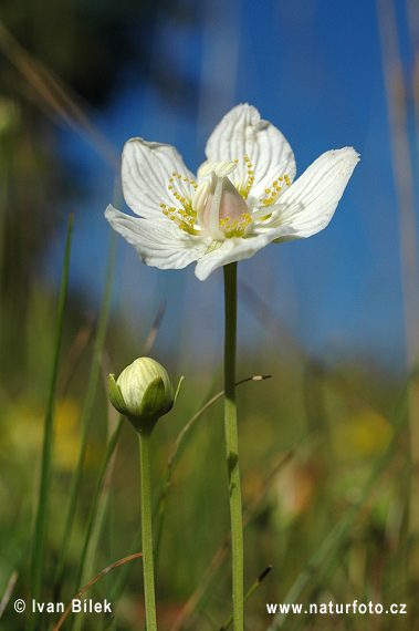 Parnassia palustris