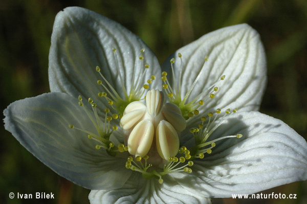 Parnassia palustris