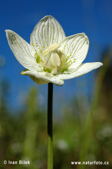 Parnassia soort