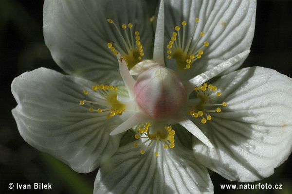 Parnassia soort