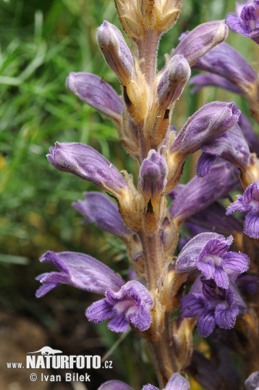 Phelipanche arenaria