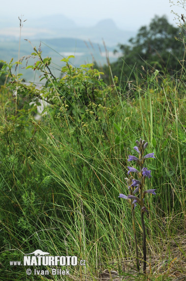 Phelipanche purpurea subsp. purpurea