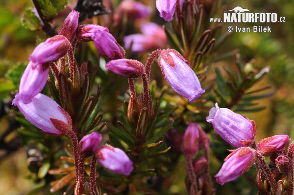 Phyllodoce caerulea