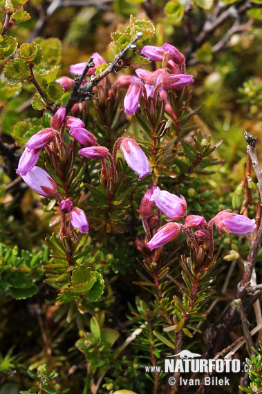 Phyllodoce caerulea