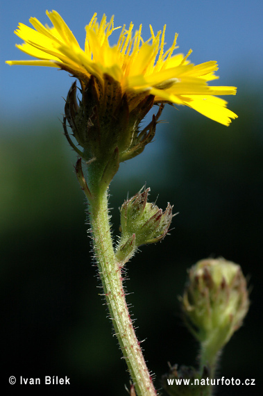 Picris hieracioides