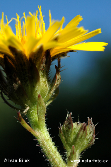 Picris hieracioides