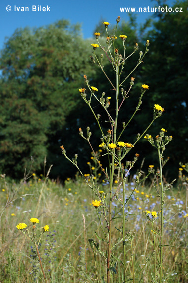 Picris hieracioides