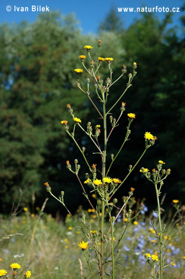 Picris hieracioides