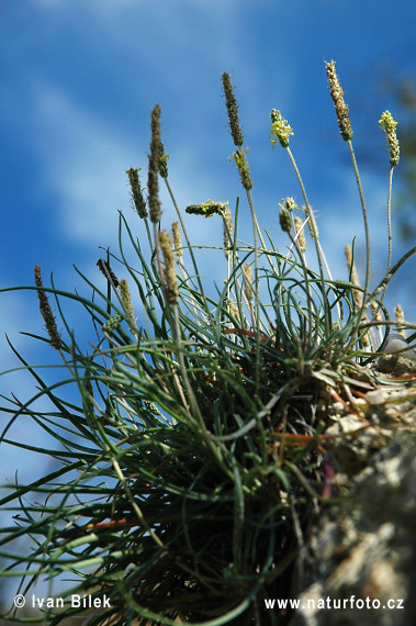 Plantago maritima