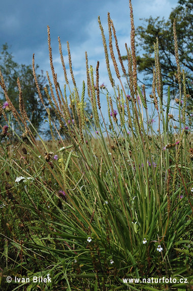 Plantago maritima