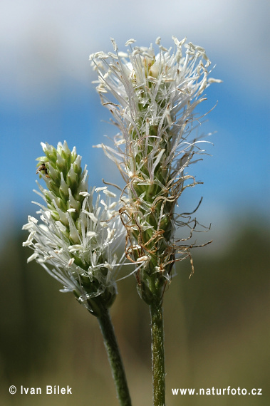 Plantago media