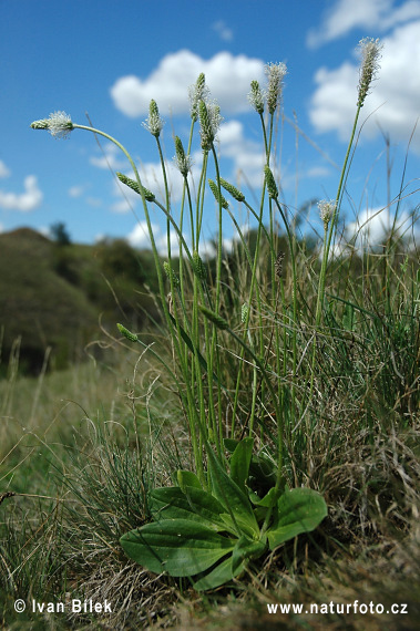 Plantago media