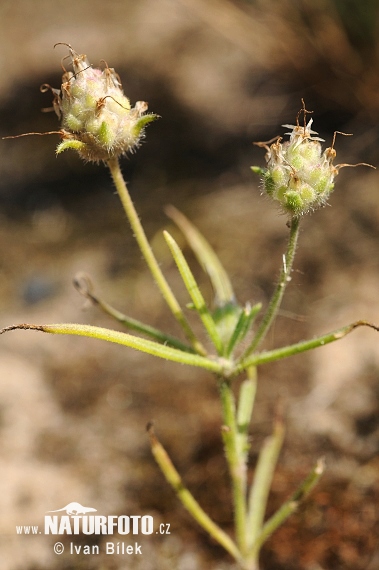 Plantain des sables