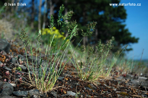 Poa bulbosa