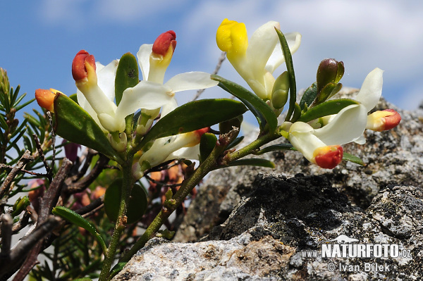 Polygala chamaebuxus