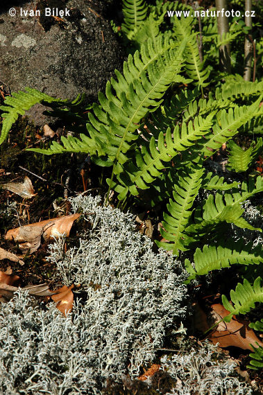 Polypode commun