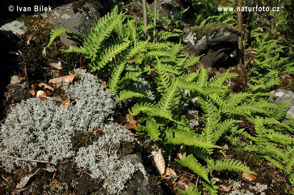 Polypode commun