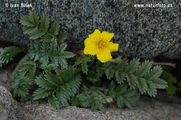 Potentilla anserina