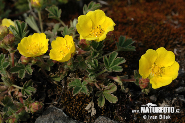 Potentilla arenaria