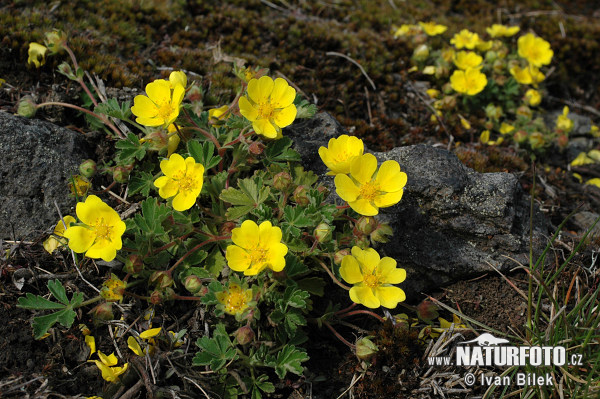 Potentilla arenaria