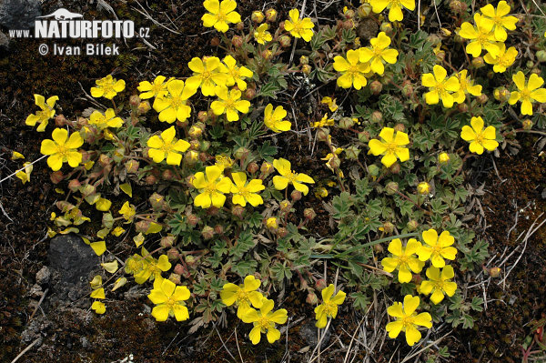 Potentilla arenaria