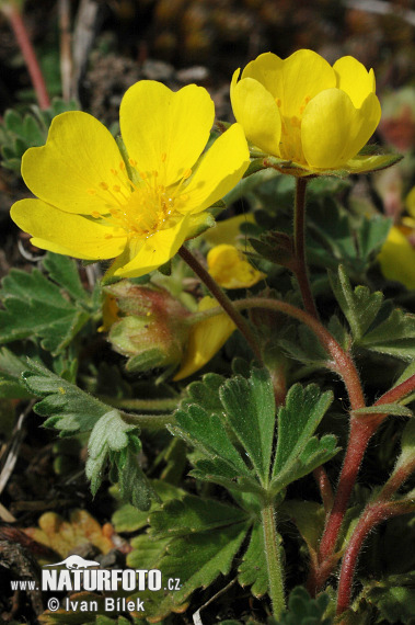 Potentilla arenaria