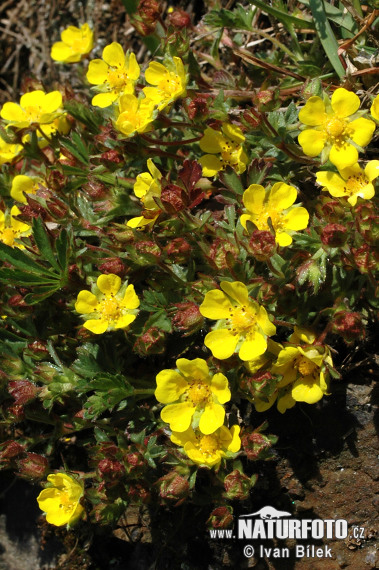 Potentilla neumanniana