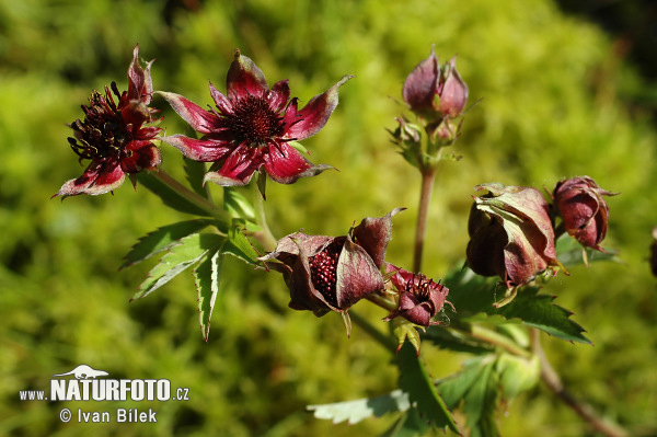 Potentilla palustris