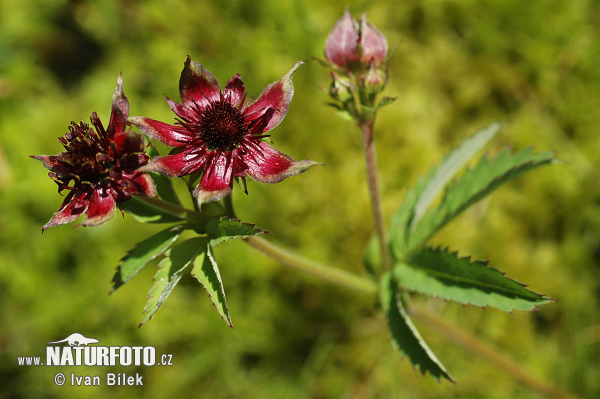 Potentilla palustris