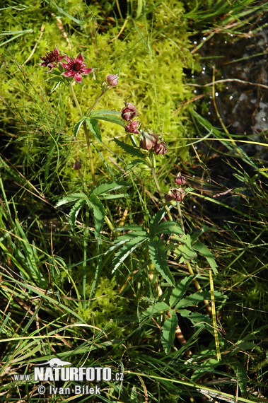 Potentilla palustris