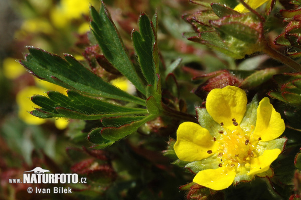 Potentilla tabernaemontani