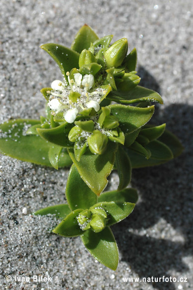 Pourpier de mer