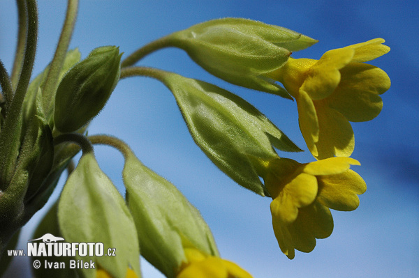 Primevère officinale