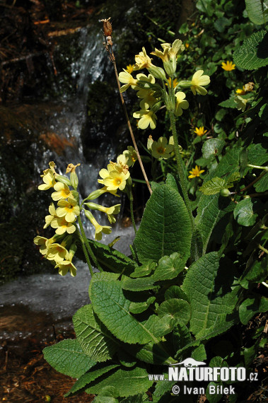 Primula elatior subsp. elatior