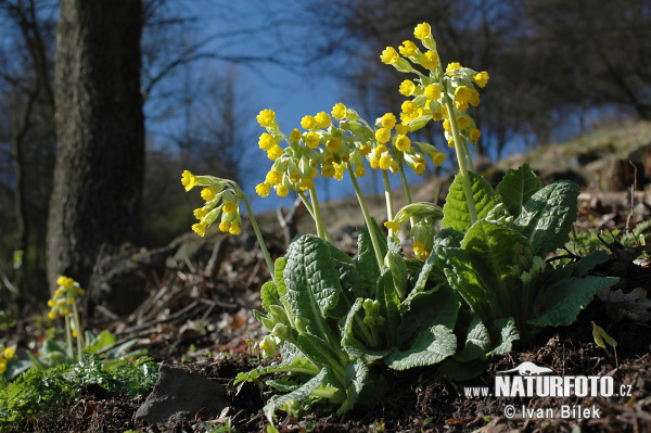 Primula odorosa