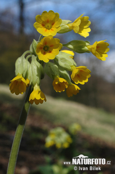 Primula veris