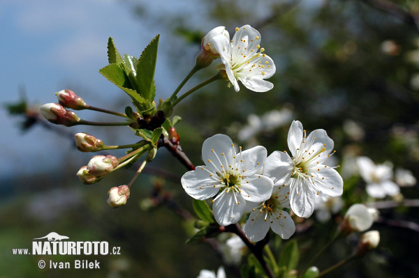 Prunier nain - Cerisier des steppes