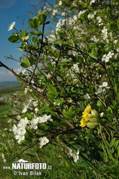 Prunier nain - Cerisier des steppes