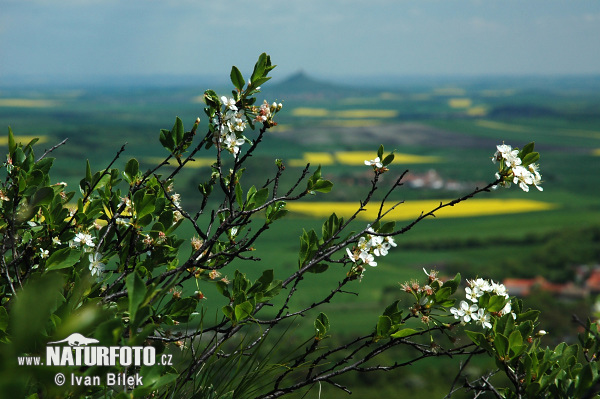 Prunus fruticosa