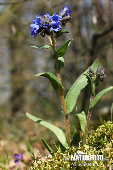 Pulmonaire à feuilles aiguës