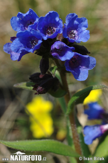 Pulmonaria angustifolia