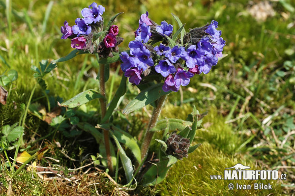 Pulmonaria angustifolia