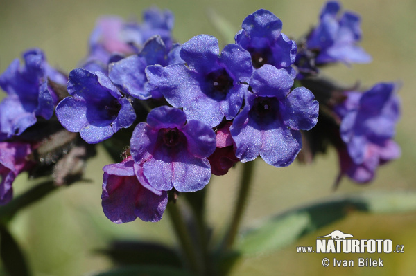 Pulmonaria angustifolia