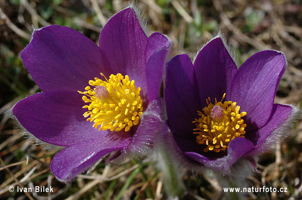 Pulsatilla patens