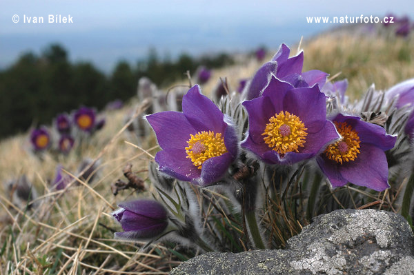 Pulsatilla patens