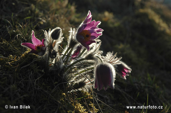 Pulsatilla patens