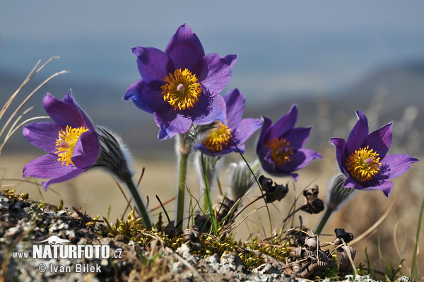 Pulsatilla patens