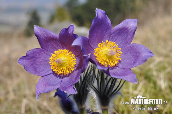 Pulsatilla patens