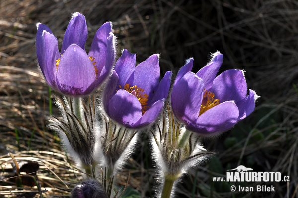 Pulsatilla patens